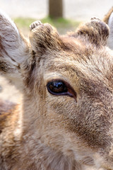 Deer in Nara Park is a public park located in city of Nara, Japan at foot of Mount Wakakusa, established in 1300s and one of the oldest parks in Japan, the park is under the control of Nara Prefecture