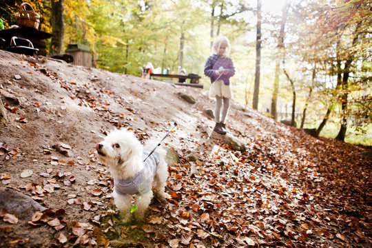 Girl with Bichon Frise in forest