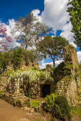 Glicine bianco rampicante sulle rovine del giardino di Ninfa