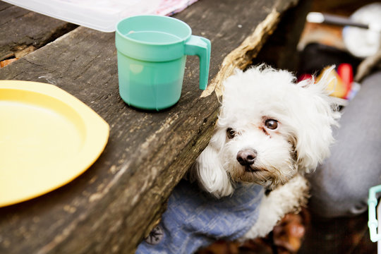 Bichon Frise sitting on picnic table in forest