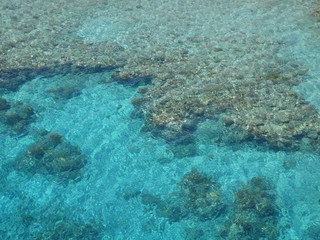 Naklejka na ściany i meble Coral water sea blue nature