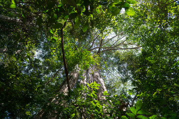 Fototapeta na wymiar The Tropical rain forest background