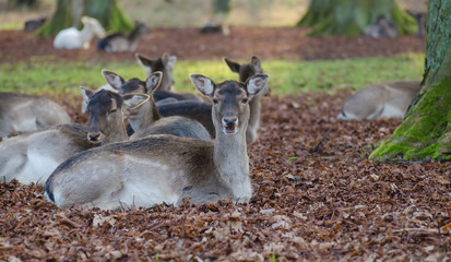 Deer in the summer forest