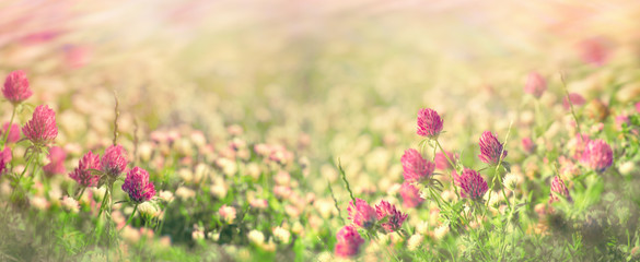 Obraz na płótnie Canvas Flowering meadow in spring, flowering clover in meadow