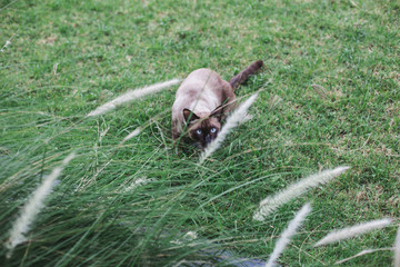 cat peek me