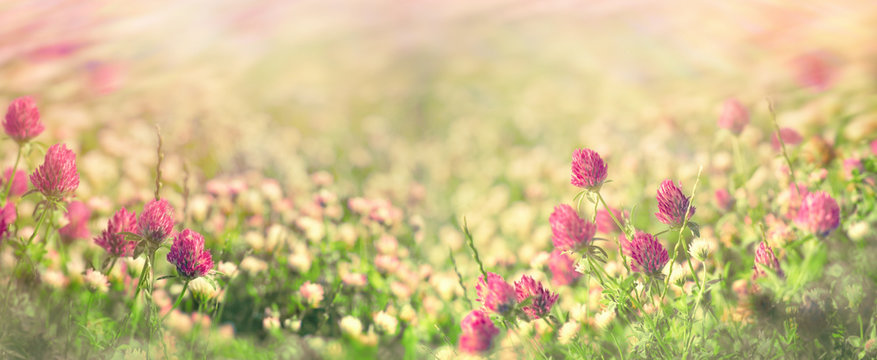 Flowering meadow in spring, flowering clover in meadow © PhotoIris2021