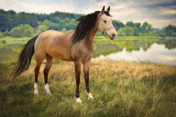 a horse portrait