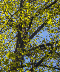 Buche im Frühling