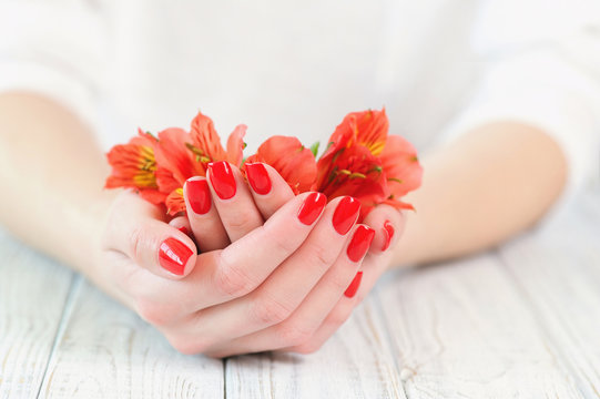 Woman cupped hands with red manicure holding beautiful flowers
