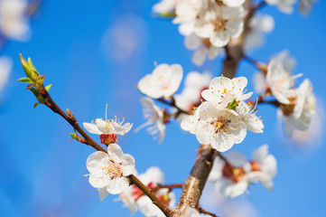 Blooming apricot tree branches on blue sky background, seasons specific