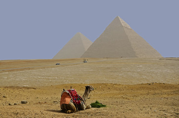Kamel vor Chephren-Pyramide, Gizeh