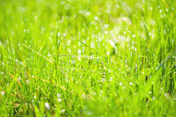 Green grass with raindrops closeup