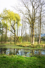 Fototapeta na wymiar Bäume, Teich, Park in Schieder