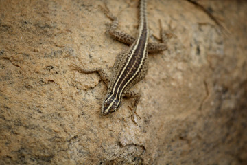 South African Countryside
