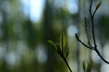 Spring nature dissolves the first fresh leaves