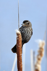 Red-Winged Blackbird