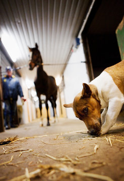 Person with horse and dog in stable