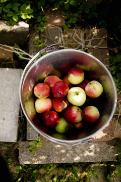 High angle view of apples in container at garden
