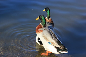 Zwei männliche Stockenten (Erpel)