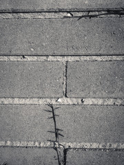 Obraz premium Closeup on pavement ground detail, natural grungy textured background, top view photo