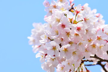 sakura