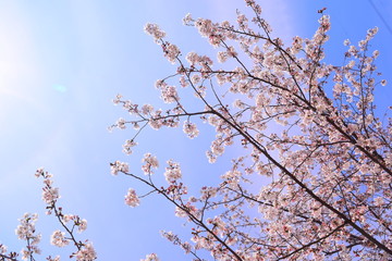 sakura