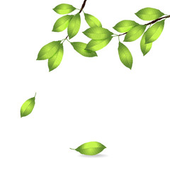 vector illustration of realistic spring branch with fresh green leaves isolated on white background