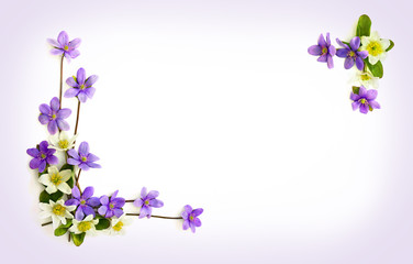 Fototapeta na wymiar Flowers hepatica (liverleaf or liverwort) and anemone (Anemone nemorosa, wood anemone, windflower, thimbleweed) on a white background with space for text. Top view, flat lay