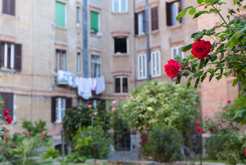 Italian courtyard. Patio with roses, Rome, Italy  
