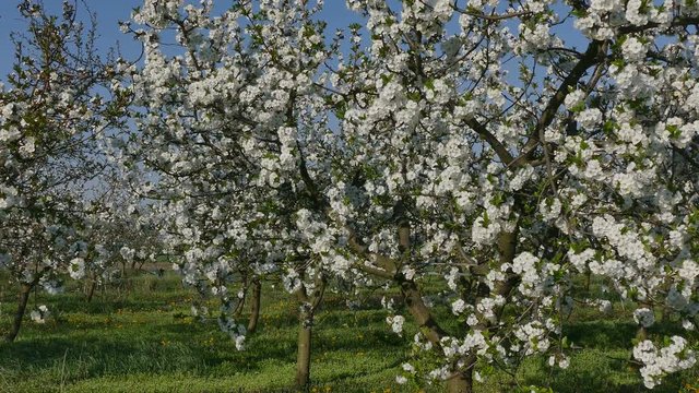 Agriculture, beautiful blossoming cherry fruit  trees in orchard