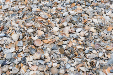 Seashell background