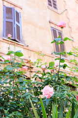 Italian courtyard. Patio with roses, Rome, Italy  
