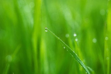 Macro photo of green grass in the morning with dew drops