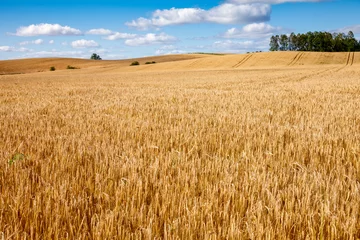 Poster de jardin Campagne Ripe golden barley field  in Scotland