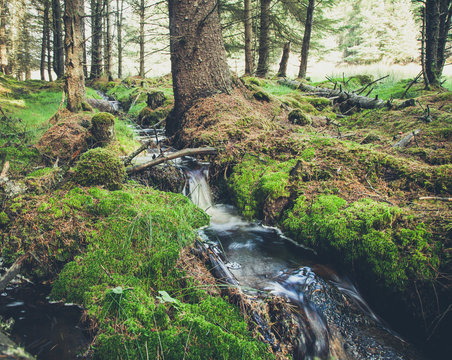 Small forest stream in Scotland