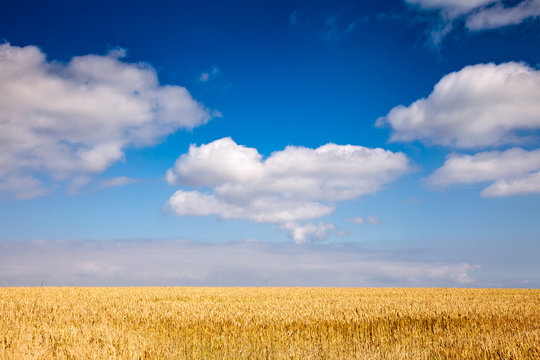 Ripe Golden Barley Field  In Scotland