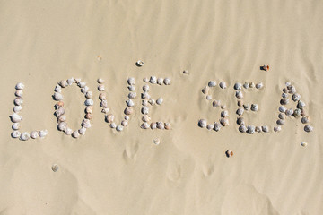 Sea shells on sand. Summer beach background. Top view
