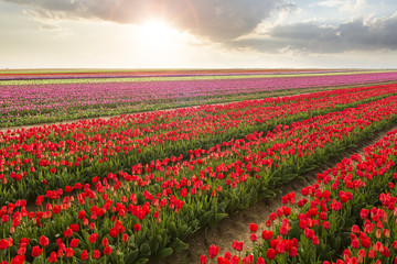 Beautiful field of colorful tulips at sunset