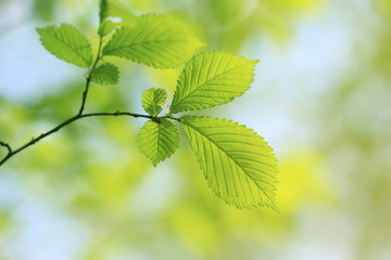 Fresh green leaves on tree branch closeup