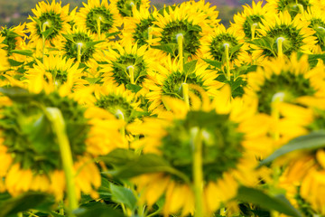 Sunflower at the farm in Chiang Mai province in Northern Thailand