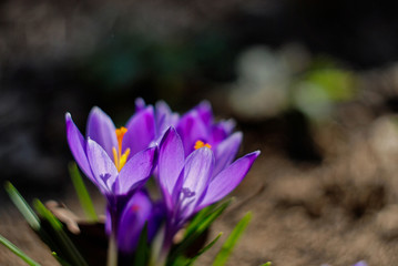 Crocus