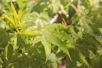 Green leaves of maple tree with water drops