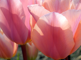 macro photography of blooming pink tulips