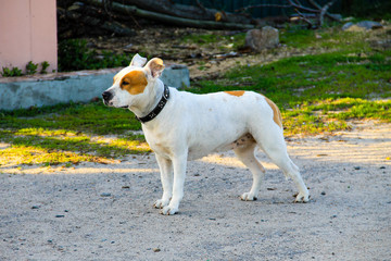 American staffordshire terrier in park