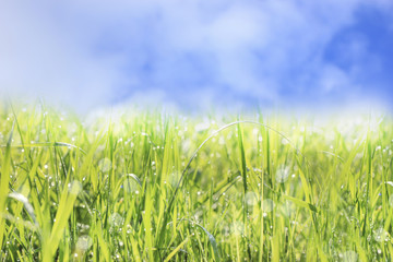 Summer landscape, blue sky and green grass with dew drops and bokeh