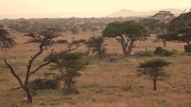 AERIAL: Flying above dry open acacia tree woodland and wild elephant family with baby elephants walking in line wandering in savannah grassland wilderness at misty golden light sunrise in Serengeti 