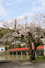 Obraz premium 橋と桜
