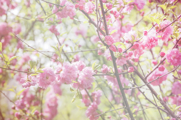 Floral blurred background, spring garden, oriental cherry (Louiseania triloba)