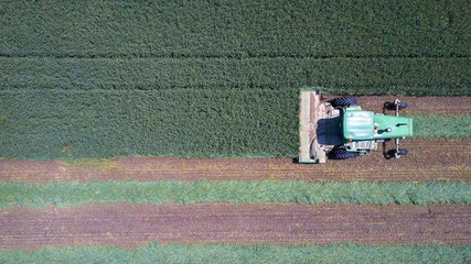 Fototapeta na wymiar Combine harvester in a green field - Aerial image