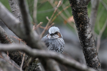 Obraz premium 庭に来た、ヒヨドリ